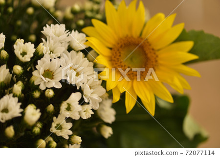 Sunflower 72077114