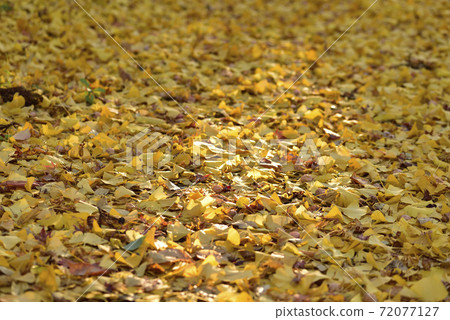 Ginkgo carpet of Kenrokuen Ginkgo carpet of Kenrokuen 72077127