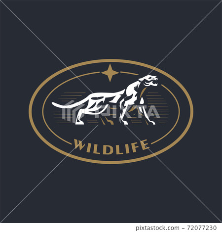 A puma walks and growls. A puma walks and growls. 72077230