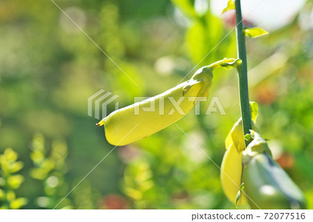 Yellow-green Koganeta Rattlepod fruit Yellow-green Koganeta Rattlepod fruit 72077516