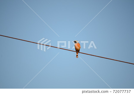 Wild bird Jobitaki male 72077737