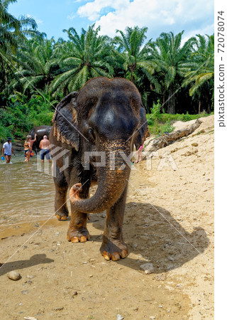 Bath with Elephants at Krabi Elephant House Sanctuary 72078074