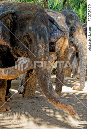 Elephants at Krabi Elephant House Sanctuary 72078079