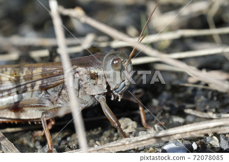 Tonosama beatta Tonosama beatta 72078085