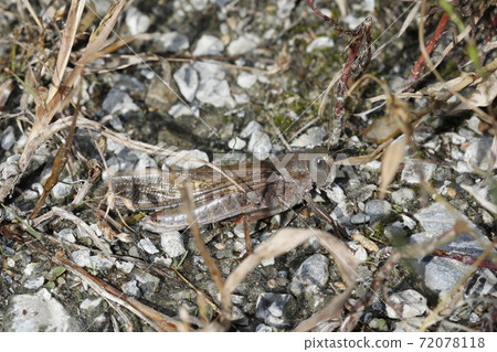 Tonosama beatta Tonosama beatta 72078118