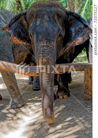 Elephants at Krabi Elephant House Sanctuary Elephants at Krabi Elephant House Sanctuary 72078127