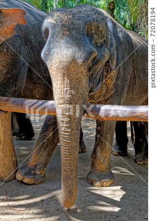 Elephants at Krabi Elephant House Sanctuary Elephants at Krabi Elephant House Sanctuary 72078194