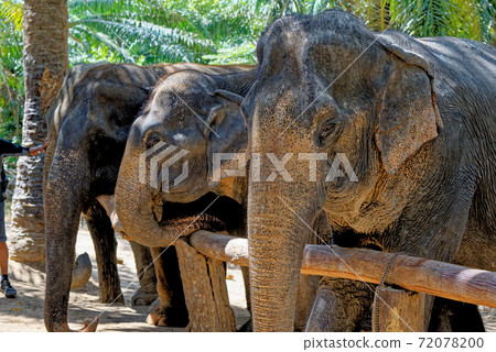 Elephants at Krabi Elephant House Sanctuary Elephants at Krabi Elephant House Sanctuary 72078200