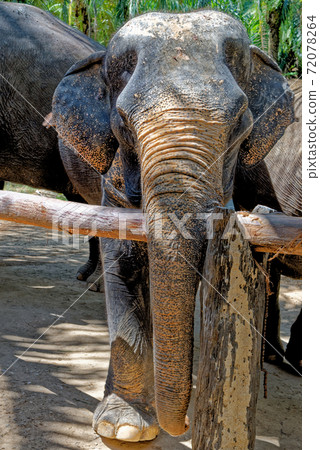 Elephants at Krabi Elephant House Sanctuary Elephants at Krabi Elephant House Sanctuary 72078264