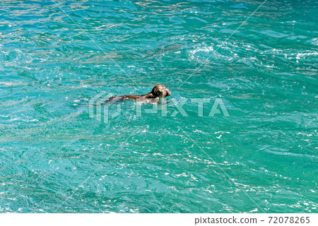 The macaques on the rock - Phi Phi Leh Island - Thailand 72078265
