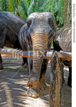 Elephants at Krabi Elephant House Sanctuary 72078269