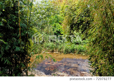 Walking in the tropical forest - Thailand 72078277