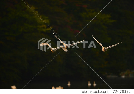 Shimano swan Shimano swan 72078352