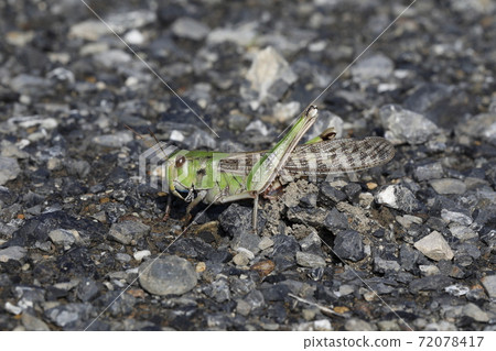 Tonosamabatta產卵 72078417