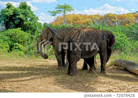 Elephants at Krabi Elephant House Sanctuary Elephants at Krabi Elephant House Sanctuary 72078428