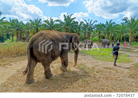 Elephants at Krabi Elephant House Sanctuary 72078437