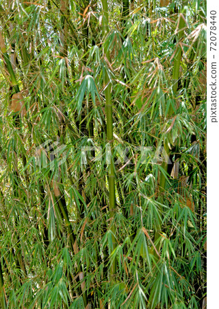 Bamboo background in full size 72078440