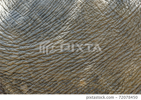 Abstract textured background of Asian elephant skin Abstract textured background of Asian elephant skin 72078450