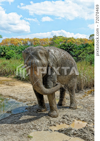 Bath with Elephants at Krabi Elephant House Sanctuary Bath with Elephants at Krabi Elephant House Sanctuary 72078469