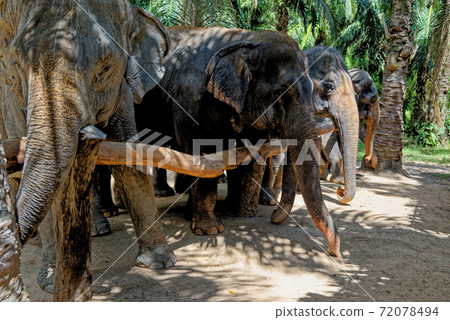 Elephants at Krabi Elephant House Sanctuary Elephants at Krabi Elephant House Sanctuary 72078494