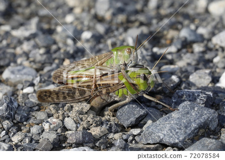 Migratory locust spawning 72078584
