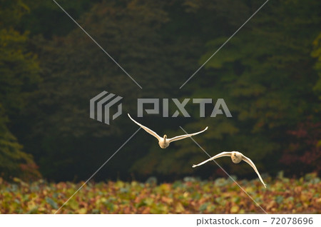 禧瑪諾天鵝 72078696