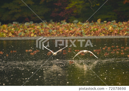 禧瑪諾天鵝 禧瑪諾天鵝 72078698