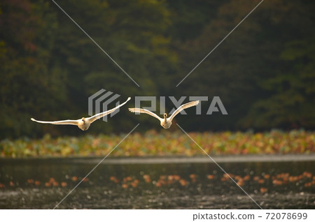 禧瑪諾天鵝 72078699