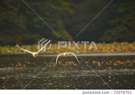 禧瑪諾天鵝 72078701