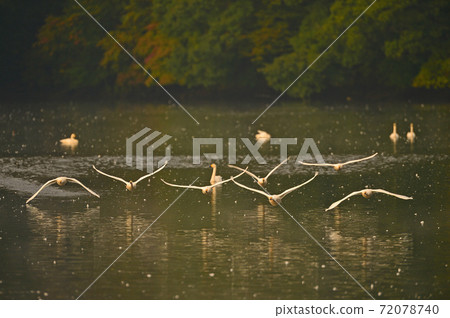 禧瑪諾天鵝 禧瑪諾天鵝 72078740