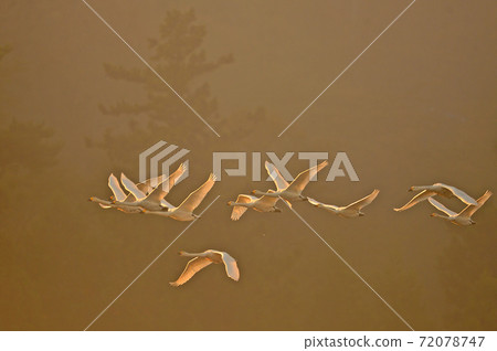 禧瑪諾天鵝 72078747