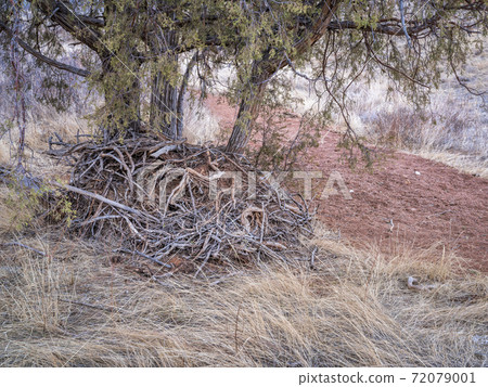 juniper tree and a pile of driftwood at a dry bottom of sand wash juniper tree and a pile of driftwood at a dry bottom of sand wash 72079001