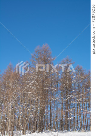 冬天的藍天和落葉松樹林 72079216