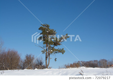 冬天的藍天和松樹 72079217