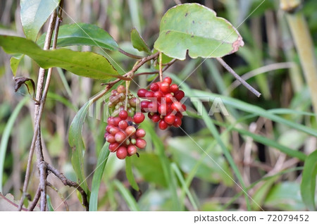 Sanekazura fruit 72079452