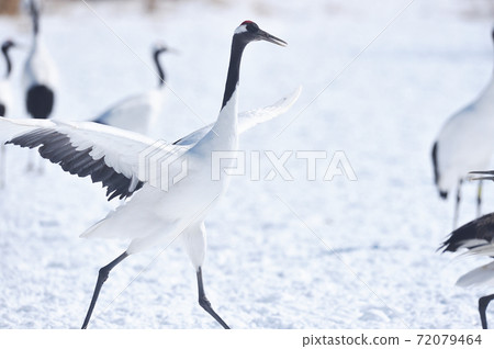 跳舞譚蝶（北海道·Tsurui） 72079464