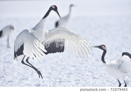 跳舞譚蝶（北海道·Tsurui） 72079465