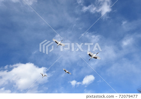 A flock of flying tongue butterflies (Hokkaido · Tsurui) A flock of flying tongue butterflies (Hokkaido · Tsurui) 72079477