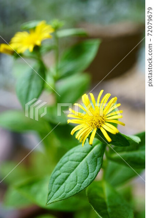 1533 Inula 72079679
