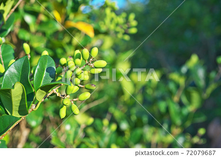 Yellow-green rat fruit 72079687