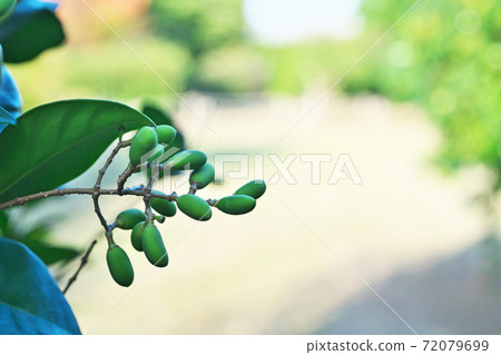 Yellow-green rat fruit Yellow-green rat fruit 72079699