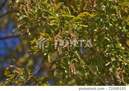 棕色水杉的雄花序 72080185