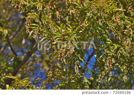 棕色水杉的雄花序 72080186