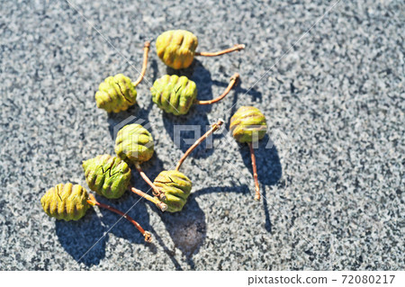 Fallen Metasequoia cones Fallen Metasequoia cones 72080217