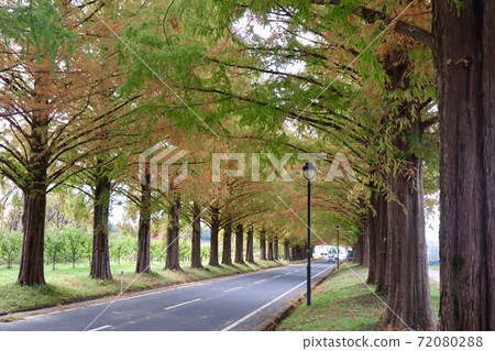 Autumn leaves of Makino's Metasequoia trees 72080288