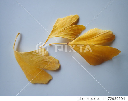 Heart-shaped ginkgo leaves Heart-shaped ginkgo leaves 72080304
