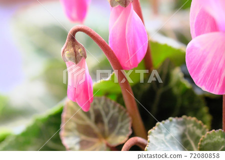 Pink cyclamen buds Pink cyclamen buds 72080858