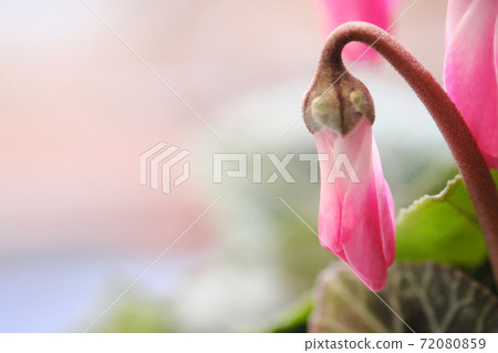Hanging cyclamen buds Hanging cyclamen buds 72080859