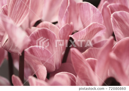 優雅的仙客來的圖像素材 優雅的仙客來的圖像素材 72080860