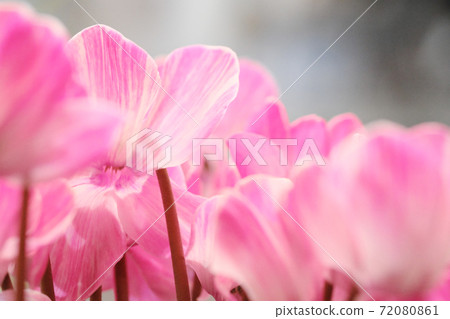 仙客來的美麗的花瓣顏色 仙客來的美麗的花瓣顏色 72080861